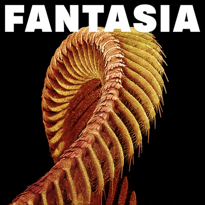Fantasia - Slift [Colour Vinyl] - Image 2